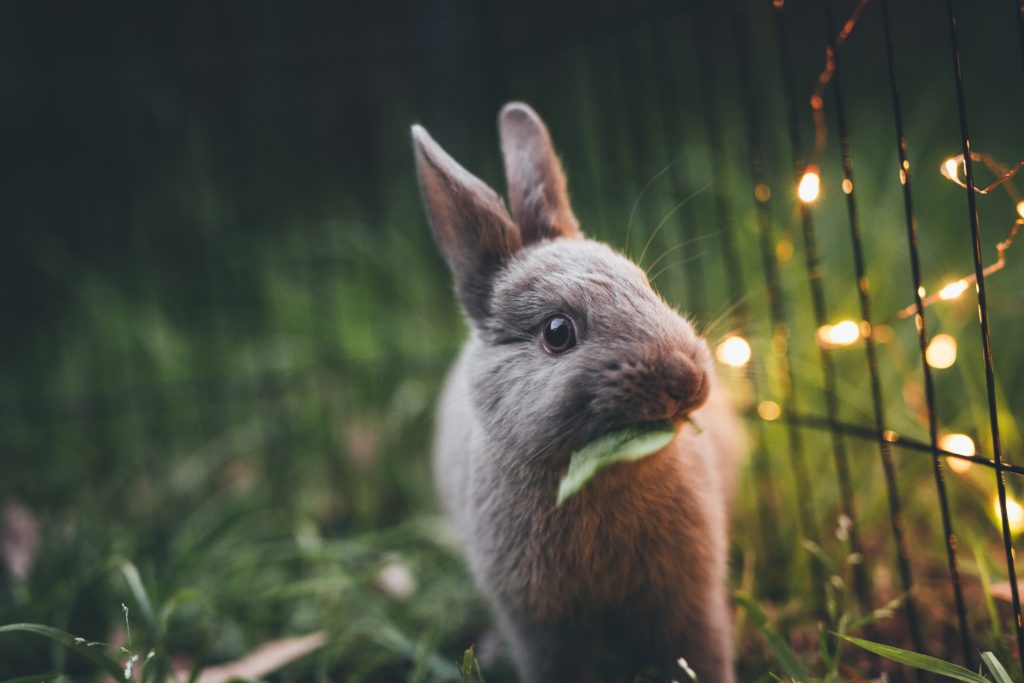 Mindful Beauty: Look Great, Vibe Higher - Bunny Image
