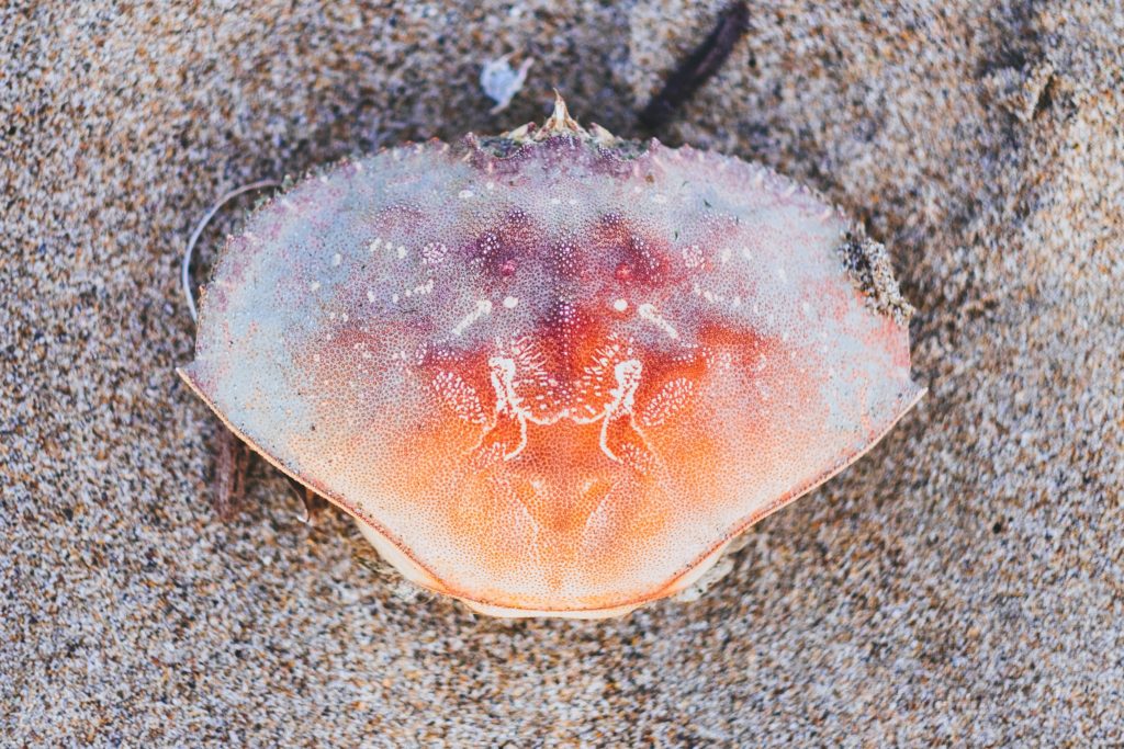 The Importance of Ritual: Summer Solstice and Cancer Season Blog Image