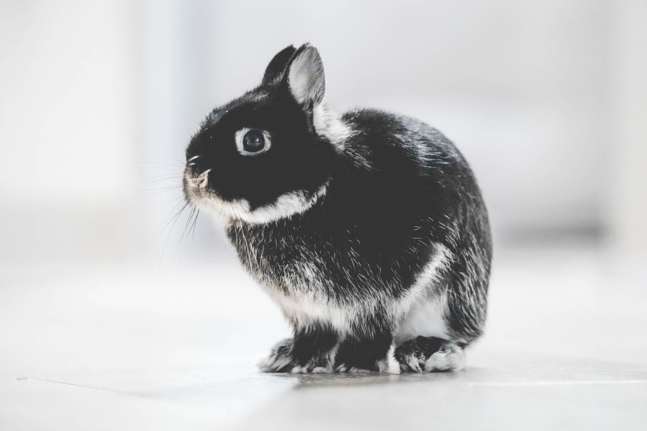 Bill S-214: Not All Brands Sold In Canada Will Be Cruelty-Free Blog Image