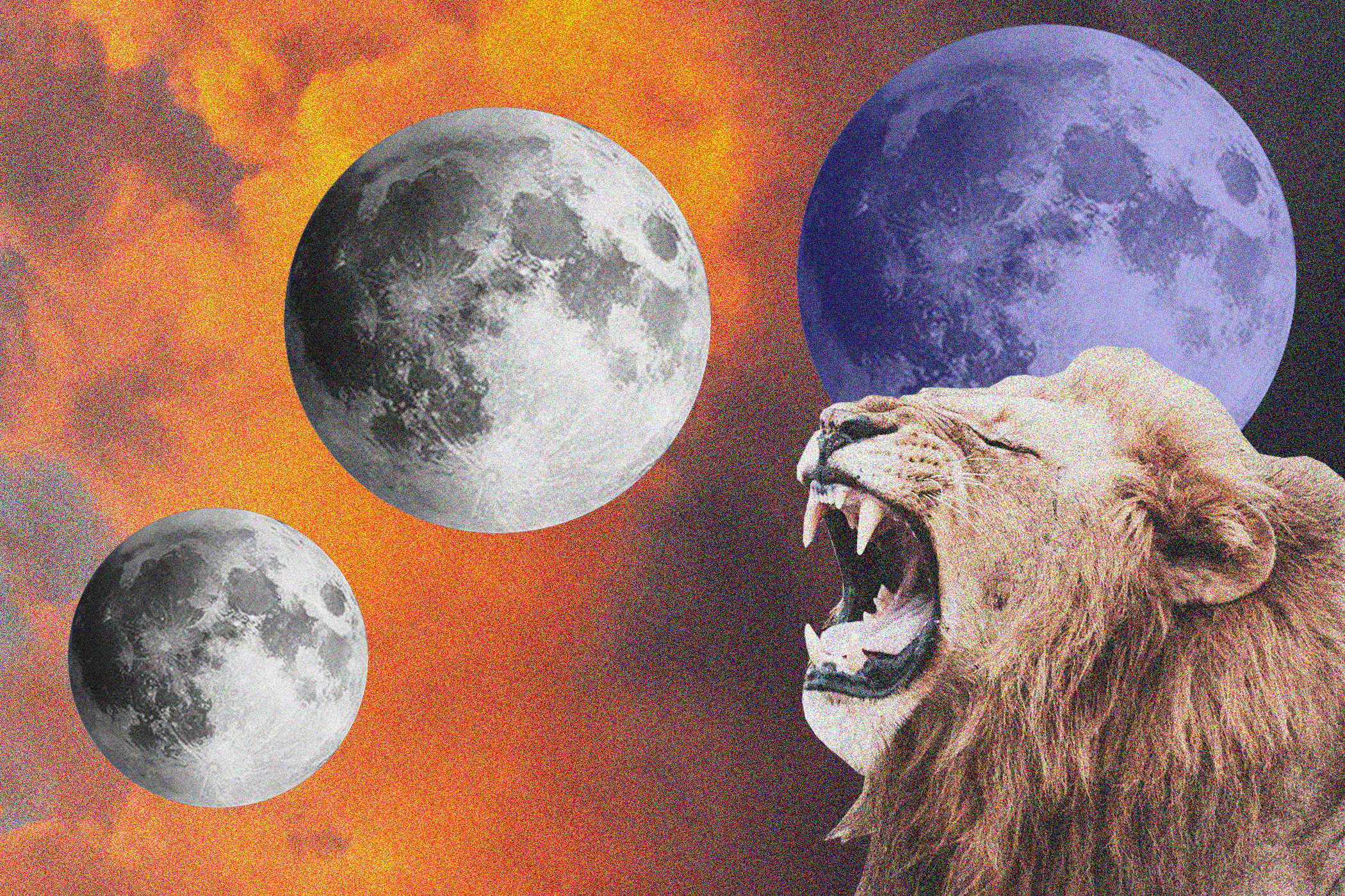 Lion roaring at two blue moons with a red and orange cloudy sky in the background.