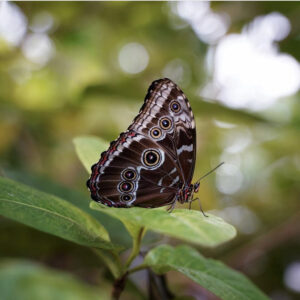 Brown butterfly with spotted design on wings