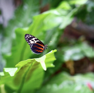 orange stripped butterfly with white and black spots on wings