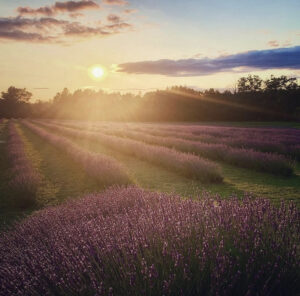 Lavender field with sunset