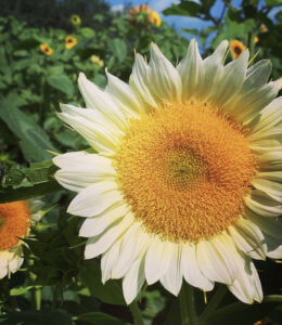 White Lite sunflower