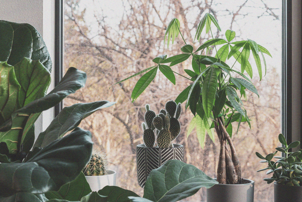 Money tree plant on window ledge