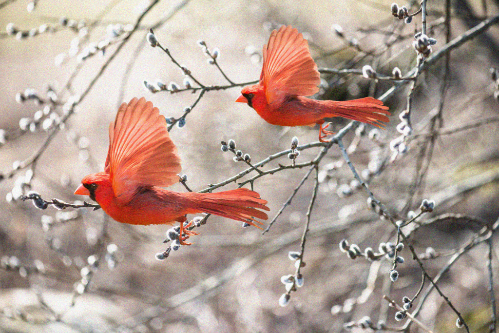 Two red cardinals flying in front of a pussy willow plant.